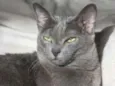 tom