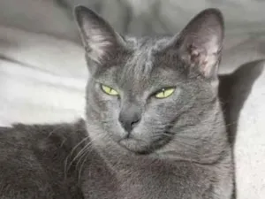 Gato raça Chartreux idade 1 ano nome tom