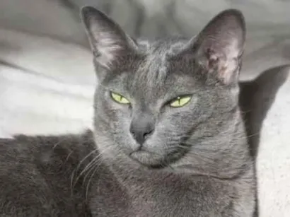 Gato raça Chartreux idade 1 ano nome tom