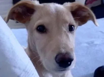 Cachorro raça SRD-ViraLata idade 2 a 6 meses nome Tobias