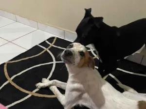 Cachorro raça SRD-ViraLata idade 7 a 11 meses nome Spike 