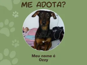 Cachorro raça SRD-ViraLata idade 3 anos nome Ozzy