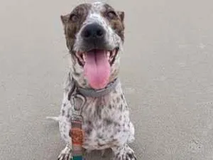 Cachorro raça SRD-ViraLata idade 2 anos nome Ará