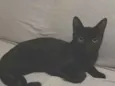 Pantera