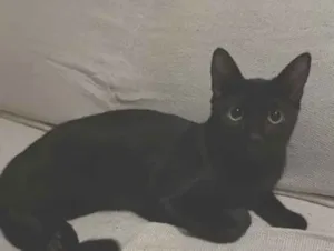 Gato raça SRD-ViraLata idade 7 a 11 meses nome Pantera