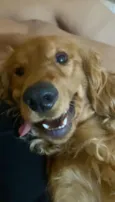 Simba