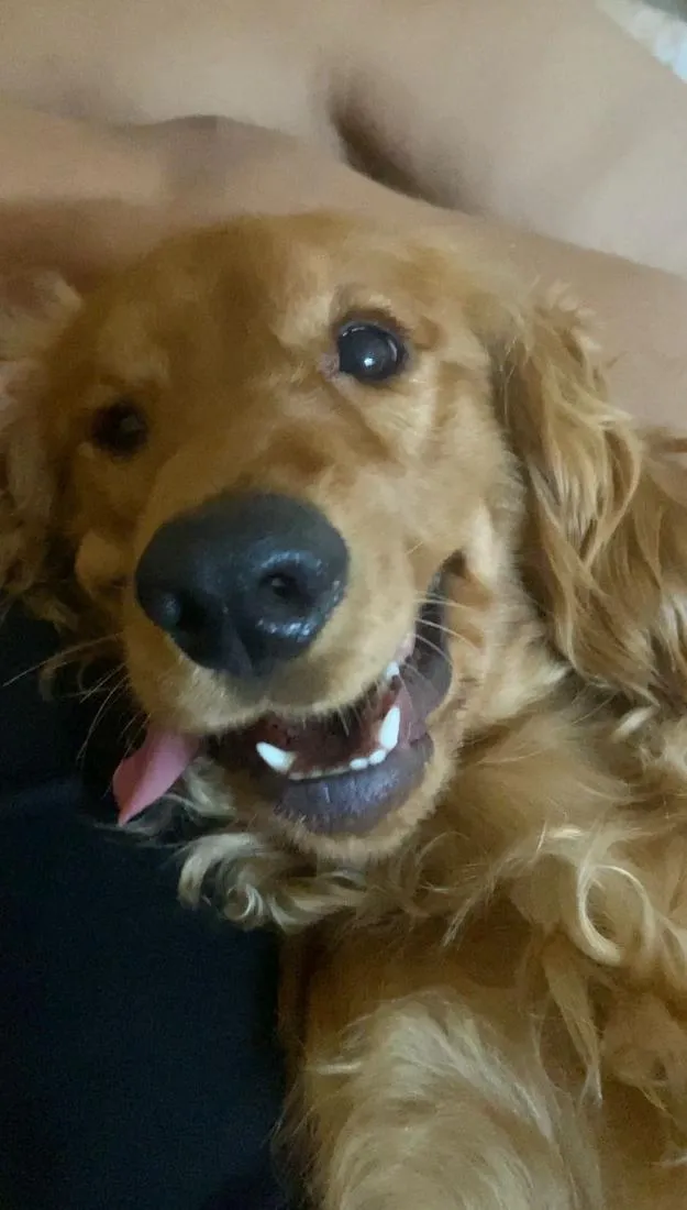 Cachorro raça Cocker idade 2 anos nome Simba