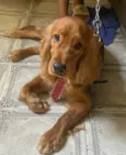 Simba