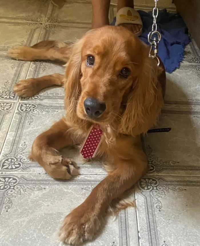 Cachorro raça Cocker idade 2 anos nome Simba