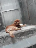 Simba