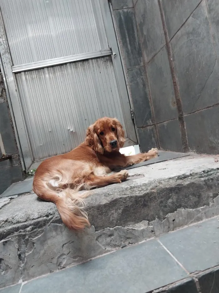Cachorro raça Cocker idade 2 anos nome Simba