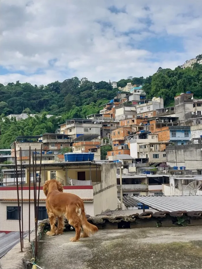 Cachorro raça Cocker idade 2 anos nome Simba