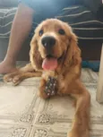 Simba