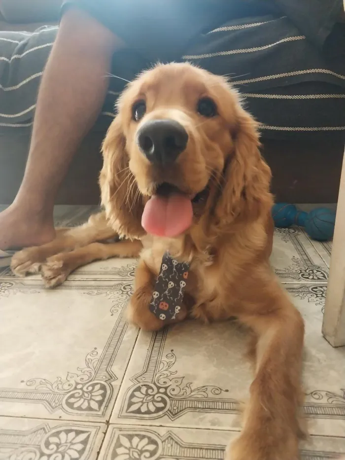 Cachorro raça Cocker idade 2 anos nome Simba