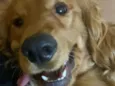 Simba