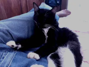 Gato raça SRD-ViraLata idade 1 ano nome Mike