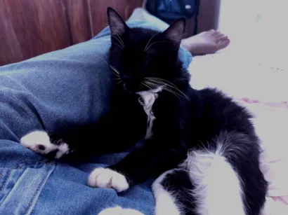 Gato raça SRD-ViraLata idade 1 ano nome Mike