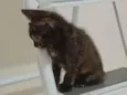 Gatinha, 2 meses, vacinas e castração garantidas