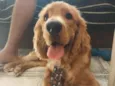 Simba