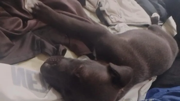 Cachorro raça SRD-ViraLata idade Abaixo de 2 meses nome trovoada 