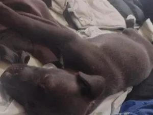 Cachorro raça SRD-ViraLata idade Abaixo de 2 meses nome trovoada 