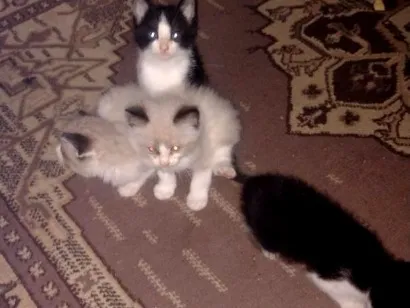 Gato raça Siamês idade 2 a 6 meses nome no momento não tem nome( são filhotes)