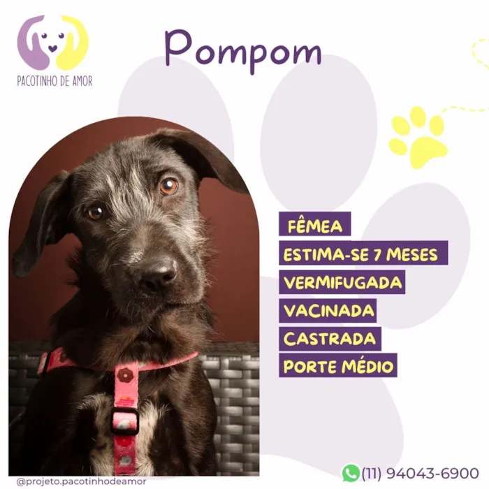 Cachorro raça SRD-ViraLata idade 7 a 11 meses nome Pompom