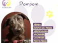 Pompom