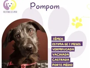 Cachorro raça SRD-ViraLata idade 7 a 11 meses nome Pompom