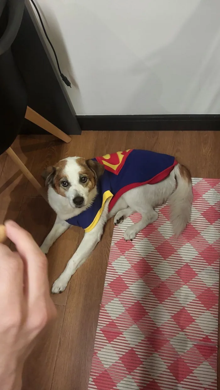 Cachorro raça SRD-ViraLata idade 6 ou mais anos nome Leleco