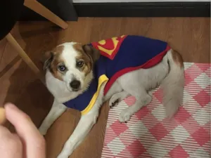 Cachorro raça SRD-ViraLata idade 6 ou mais anos nome Leleco