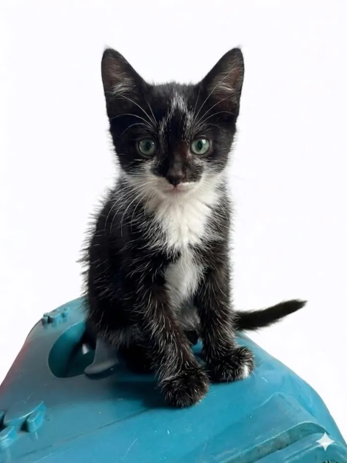 Gato raça SRD-ViraLata idade 2 a 6 meses nome Batgirl