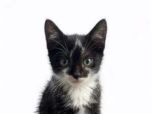 Gato raça SRD-ViraLata idade 2 a 6 meses nome Batgirl