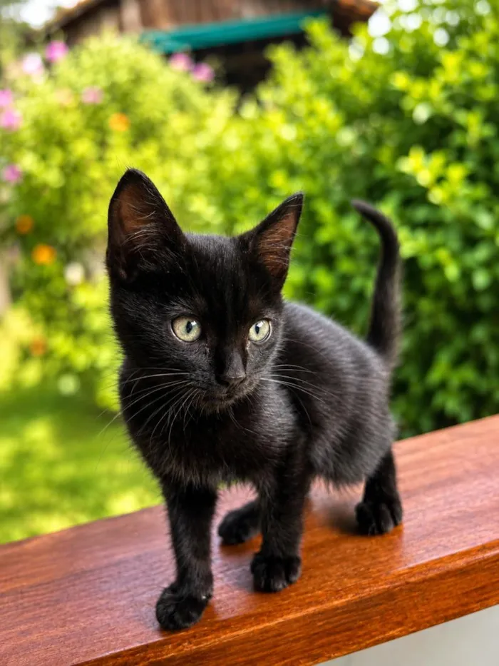 Gato raça SRD-ViraLata idade 2 a 6 meses nome Robin