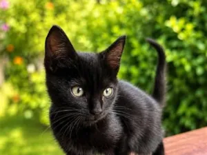 Gato raça SRD-ViraLata idade 2 a 6 meses nome Robin