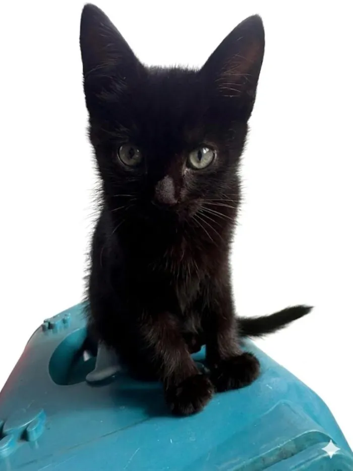 Gato raça SRD-ViraLata idade 2 a 6 meses nome Batman