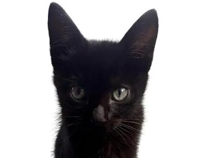 Gato raça SRD-ViraLata idade 2 a 6 meses nome Batman
