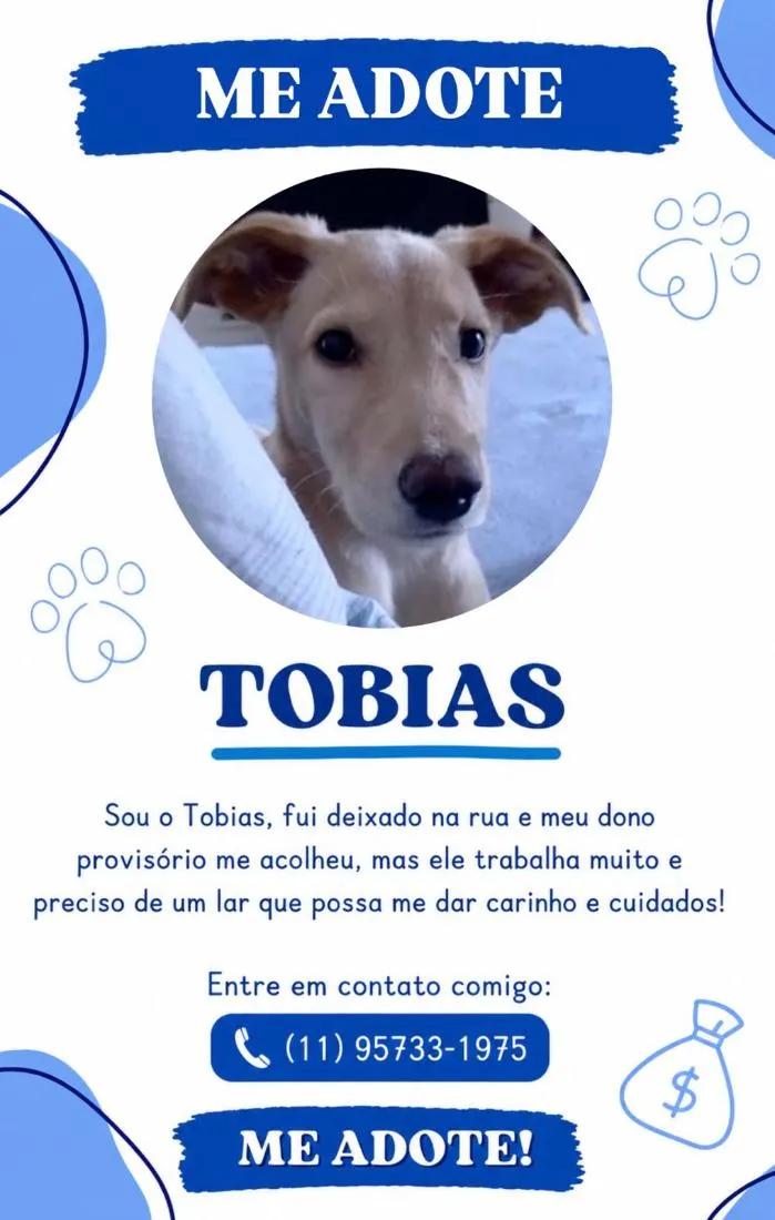 Cachorro raça SRD-ViraLata idade 2 a 6 meses nome Tobias