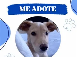 Cachorro raça SRD-ViraLata idade 2 a 6 meses nome Tobias