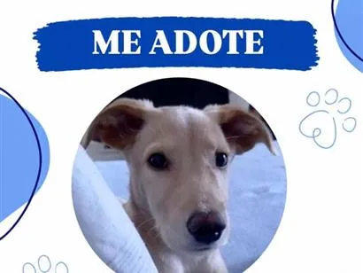 Cachorro raça SRD-ViraLata idade 2 a 6 meses nome Tobias