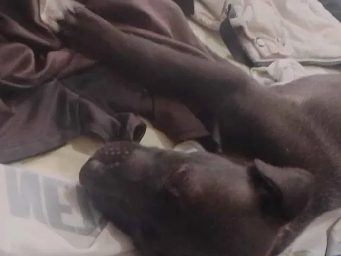Cachorro raça SRD-ViraLata idade Abaixo de 2 meses nome trovoada 