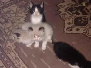 Gato raça Siamês idade 2 a 6 meses nome no momento não tem nome( são filhotes)