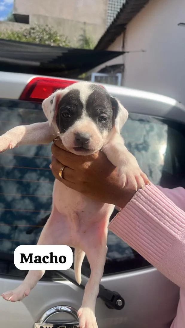 Cachorro raça SRD-ViraLata idade Abaixo de 2 meses nome filhotes da Mel