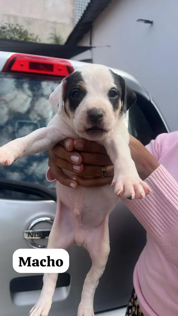 Cachorro raça SRD-ViraLata idade Abaixo de 2 meses nome filhotes da Mel