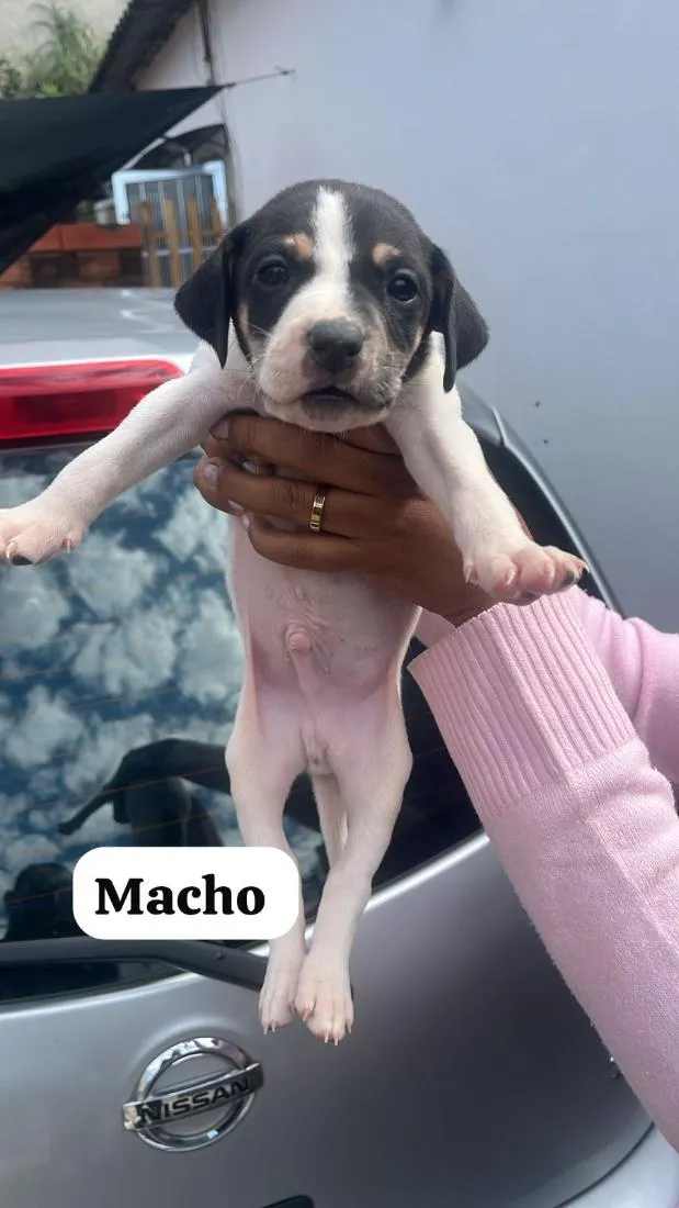 Cachorro raça SRD-ViraLata idade Abaixo de 2 meses nome filhotes da Mel