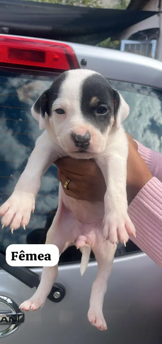 Cachorro raça SRD-ViraLata idade Abaixo de 2 meses nome filhotes da Mel