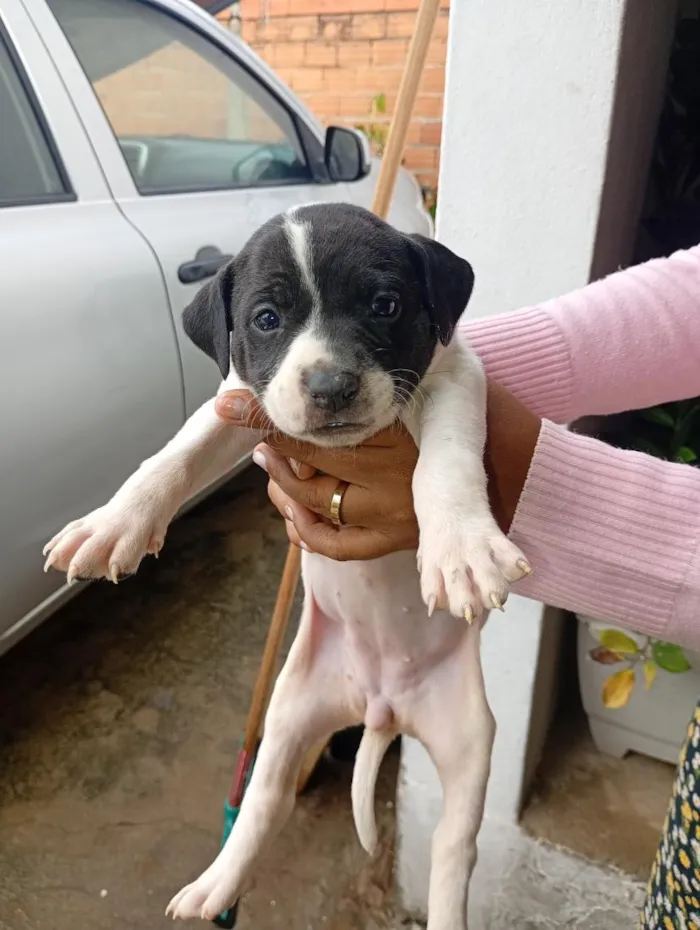 Cachorro raça SRD-ViraLata idade Abaixo de 2 meses nome filhotes da Mel