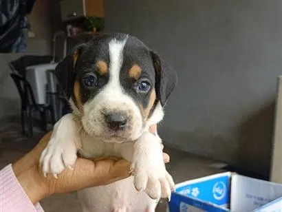 Cachorro raça SRD-ViraLata idade Abaixo de 2 meses nome filhotes da Mel