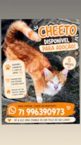 Cheeto