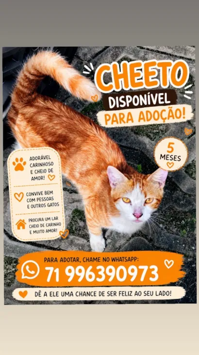 Gato raça SRD-ViraLata idade 2 a 6 meses nome Cheeto